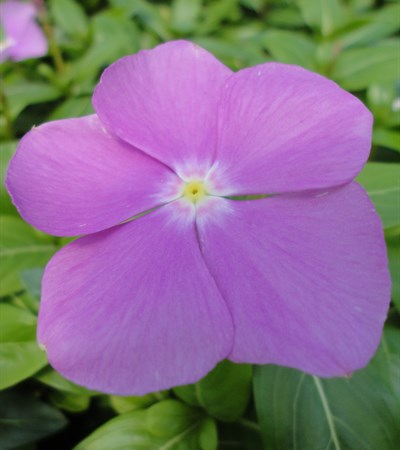 Vinca Cora® Deep Lavender